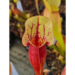 Sarracenia purpurea hybrid