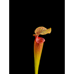 Sarracenia (hybrid 01 x ornata red throat 6)