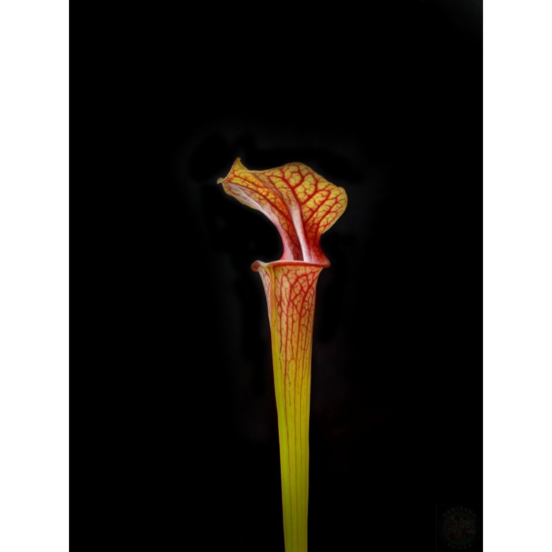 Sarracenia (hybrid 01 x ornata red throat 6)