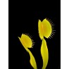 Dionaea 'Orango'