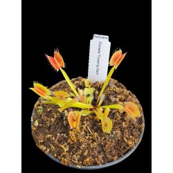 Dionaea 'Towering giant'