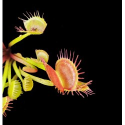 Dionaea 'Crossed Teeth'