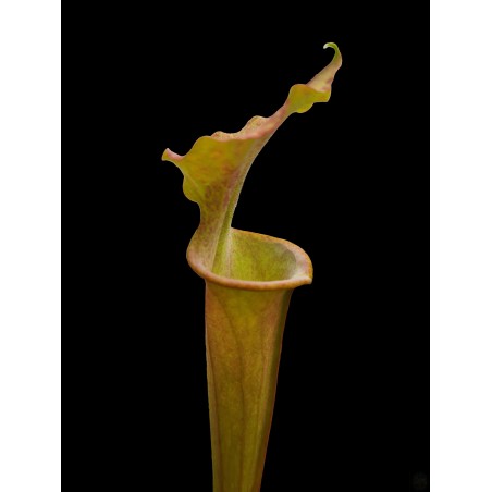 Sarracenia x moorei 'Green and Lime' (D. Righetti) x flava var. rubricorpora 'Claret'