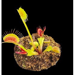 Dionaea 'Funnel Trap'