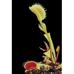 Dionaea 'La Grosse'