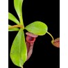 Nepenthes 'Lowii x ventricosa'