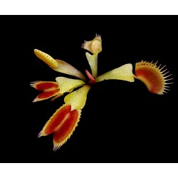 Dionaea 'Carnipedia'