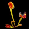 Dionaea 'Dutch'