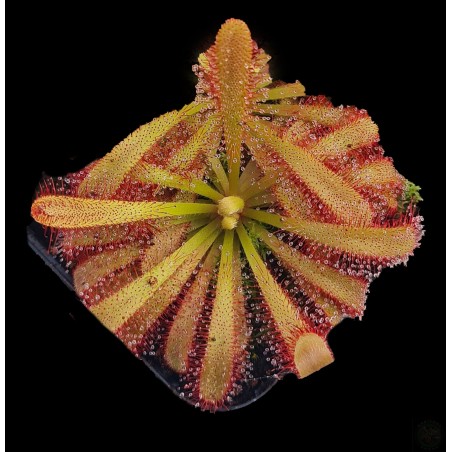 Drosera aliceae 'Giant Rosette' x capensis 'Large form, Dr Eberhard Konig'
