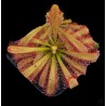 Drosera aliceae 'Giant Rosette' x capensis 'Large form, Dr Eberhard Konig'