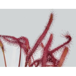 Drosera capensis 'Tamlin's Red'