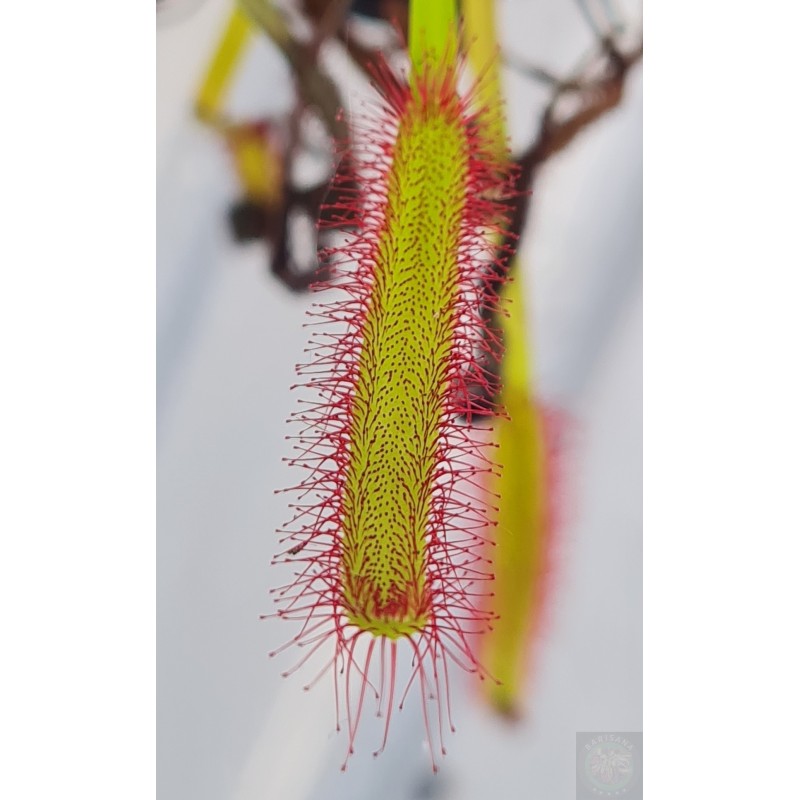 Drosera capensis 'Wide leaf form, Heuningklip'
