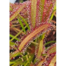 Drosera capensis 'Large red...