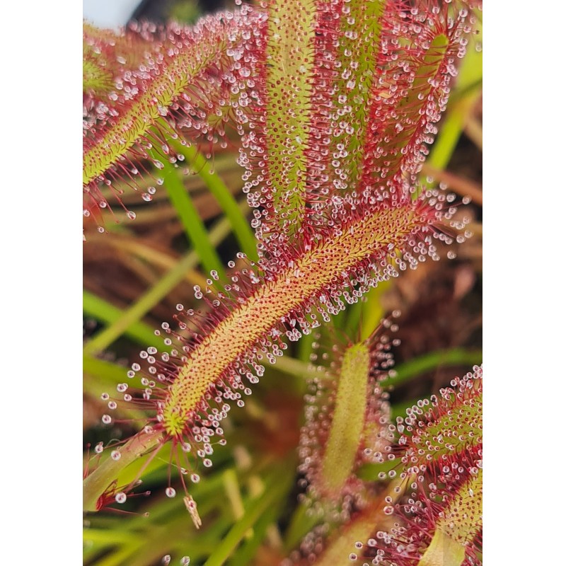 Drosera capensis 'Large red form'
