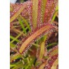 Drosera capensis 'Large red form'