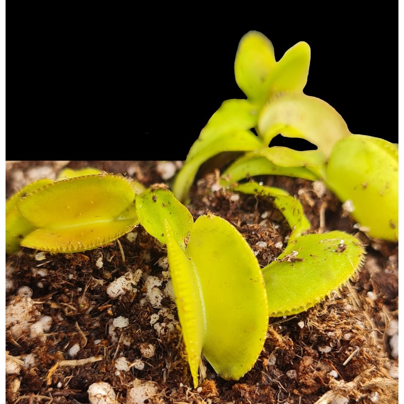 Dionaea 'VC Touraco'