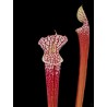 Sarracenia leucophylla 'Escambia Co, FL' White/Red