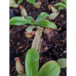 Nepenthes 'Hookeriana'
