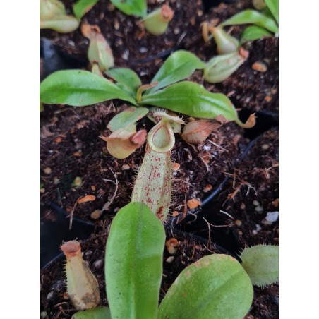 Nepenthes 'Hookeriana'