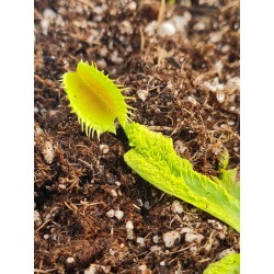 Dionaea 'Shup Destruction'