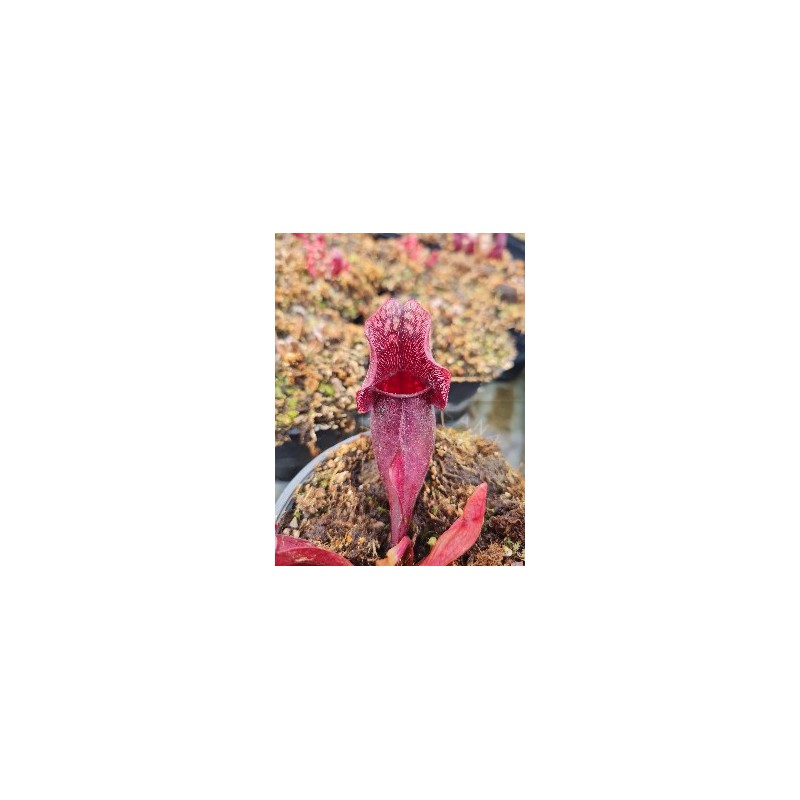 Sarracenia purpurea 'Diflora Selection'