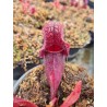 Sarracenia purpurea 'Diflora Selection'