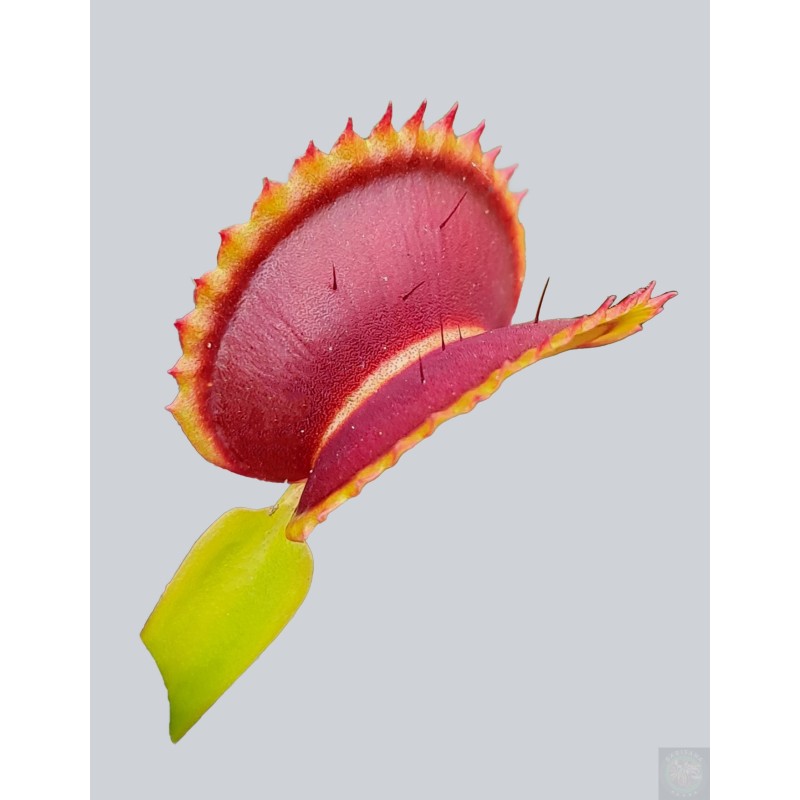Dionaea 'Mefistofeles'