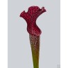 Sarracenia x areolata 'AF A22 MK' x 'Helmut's Delight' - Barisana Selection