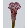 Sarracenia x areolata 'AF A22 MK' x 'Helmut's Delight' - Barisana Selection