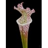Sarracenia leucophylla 'Escambia Co, FL'
