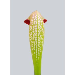 Sarracenia minor 'Volusia Co, FL'