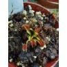 Dionaea 'Spotty'