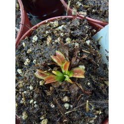 Dionaea 'WB3'