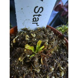 Dionaea 'Freacky Star'