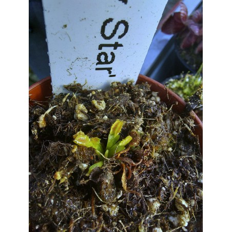 Dionaea 'Freacky Star'