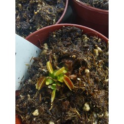 Dionaea 'Jaws Smiley'