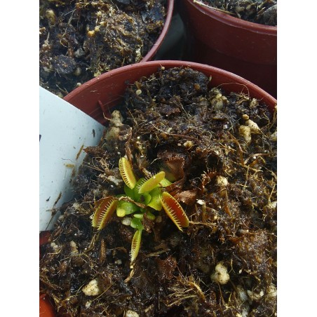 Dionaea 'Jaws Smiley'