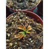 Dionaea 'WB3'