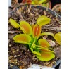 Dionaea 'Microdent'