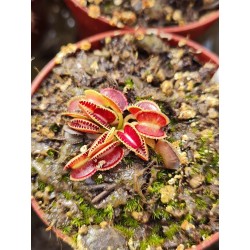Dionaea 'Af07 Wiki Purple Trap'
