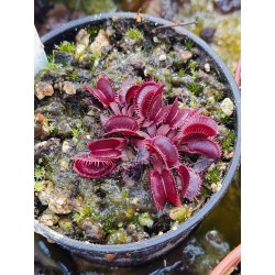 Dionaea 'Claytons Red Sunset'