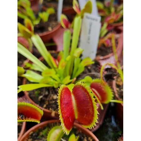 Dionaea 'UK 2'