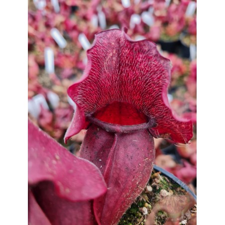 Sarracenia purpurea rosea 'Jackson Co, MS'