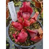 Sarracenia purpurea rosea 'Jackson Co, MS'