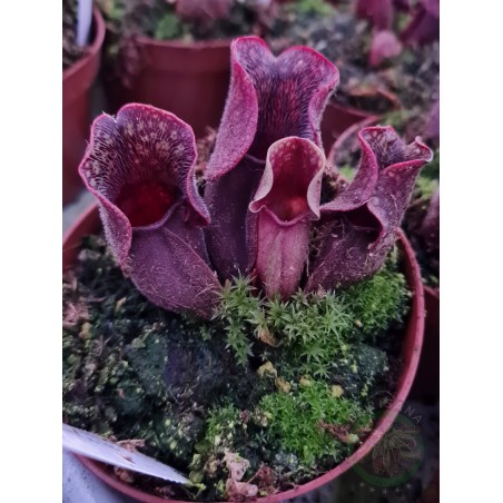 Sarracenia purpurea venosa 'Chesterfield Co, SC'