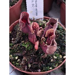 Sarracenia purpurea venosa 'Chesterfield Co, SC'