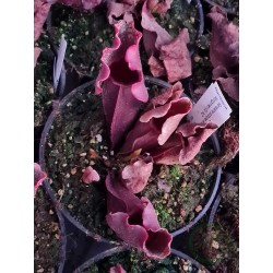 Sarracenia purpurea venosa...
