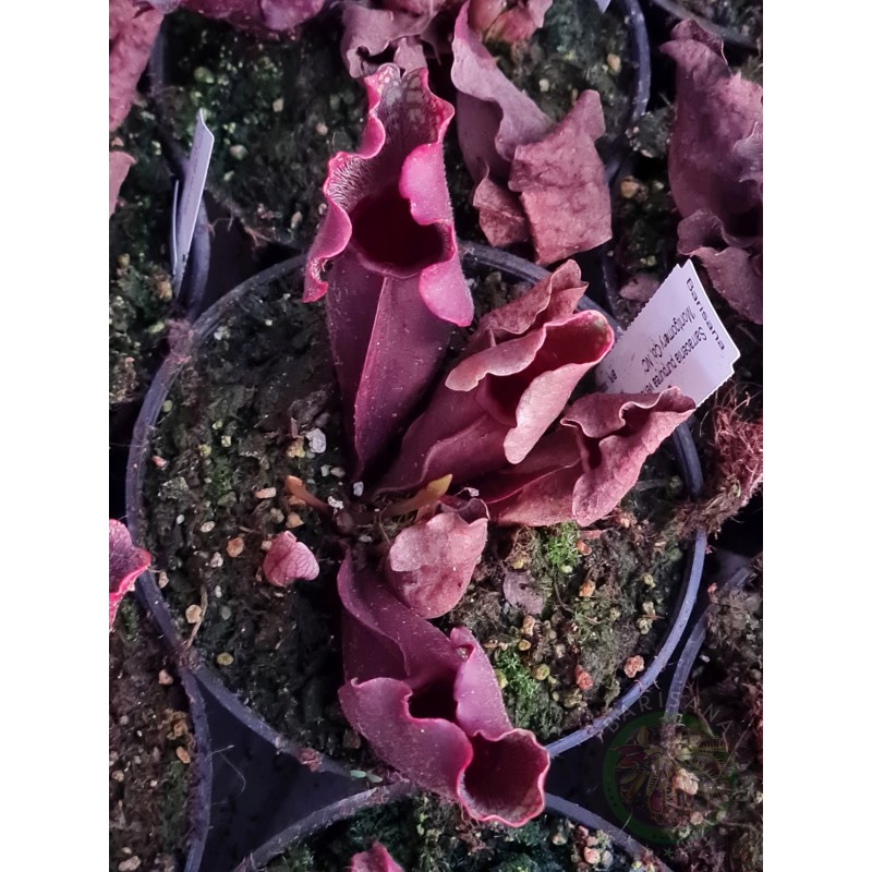 Sarracenia purpurea venosa 'Montgomery Co, NC'