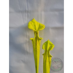 Sarracenia flava 'Chesterfield Co, SC'
