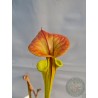 Sarracenia flava 'Chesterfield Co, SC' copper lid